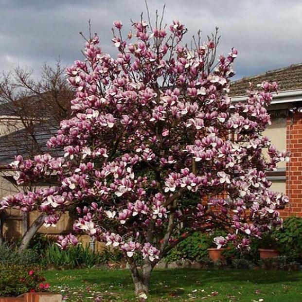 A magnólia szoliter növényként kitűnően ültethető