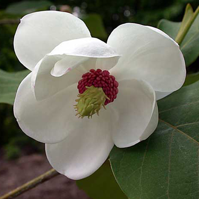 A Magnolia sieboldii virágának egzotikus megjelenése