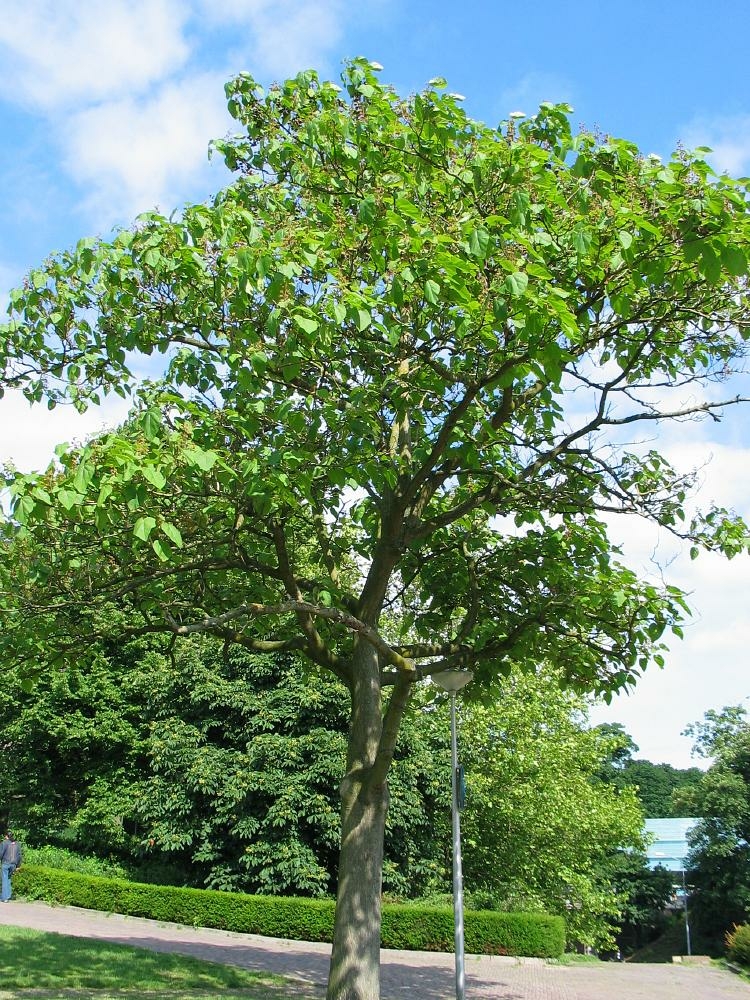 Császárfa utcafronti fa