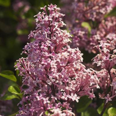 A tavasz első dús virágbugája, az orgona