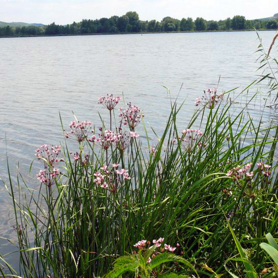 A virágkáka elengedhetetlen eleme egy kerti tónak