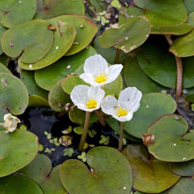 A meséket idéző Békatutaj levélzete és virágai