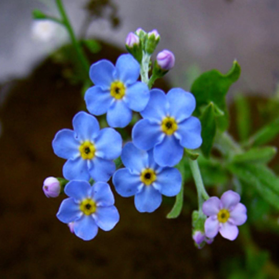 A Mocsári nefelejcs kedves kék virágcsokra