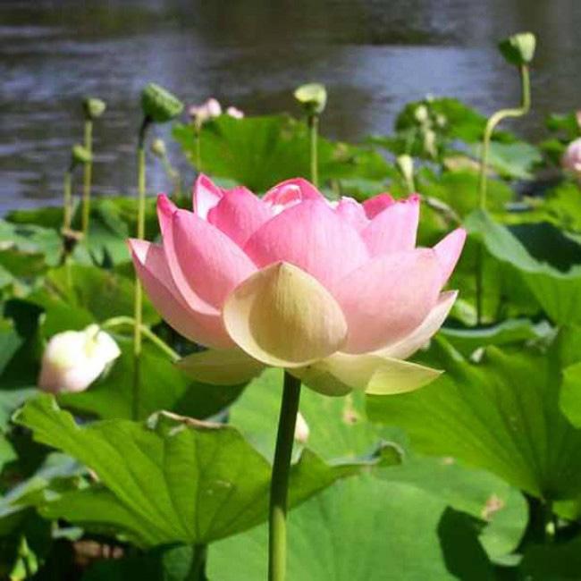 A buddhizmus egyik fő jelképe a Lótusz