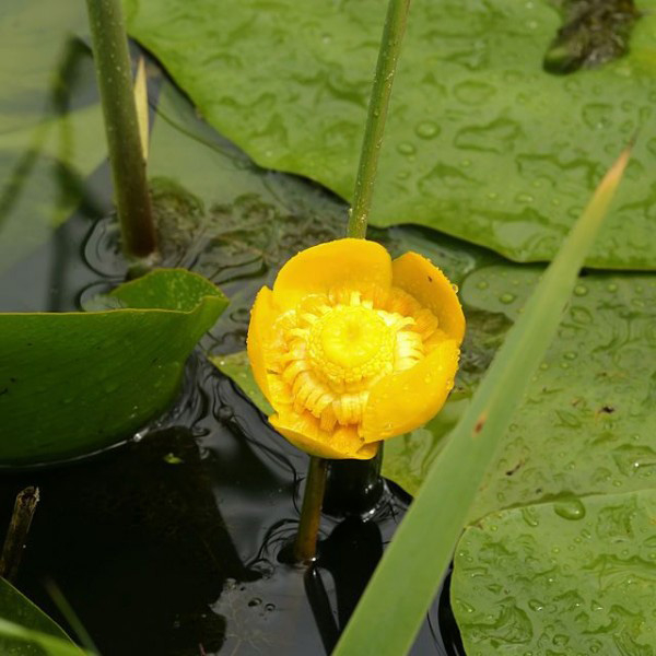 A vízitök érdekes sárga virága