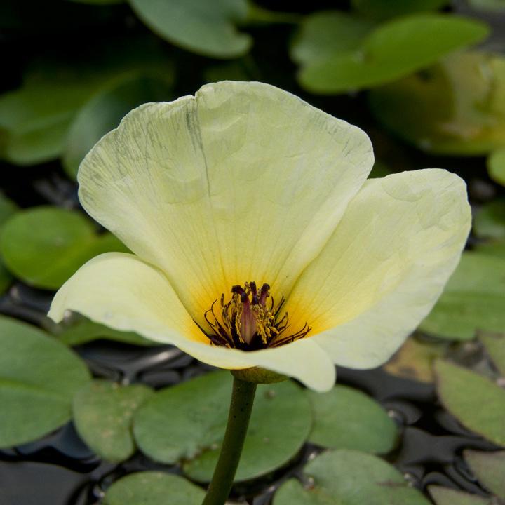 A Tündérfátyol vízfelszín fölé magasodó tölcséres virága