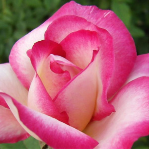 Harlequin rózsa virága