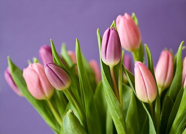Önnek is lehetnek ilyen szép tulipánjai