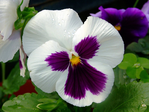 Viola x wittrockiana - Árvácska virága