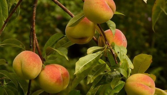Gyümölcsfa rendelés a Megyeri kertészetből!