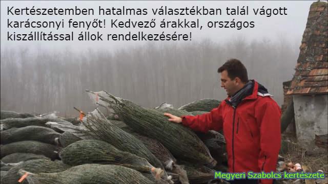 Karácsonyfa kiszállítás országosan!