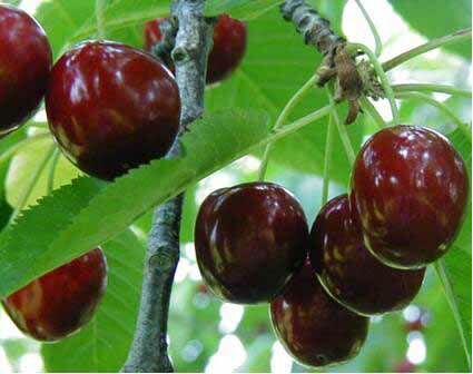 A Hedelfingeni óriás cseresznye gusztusos gyümölcse