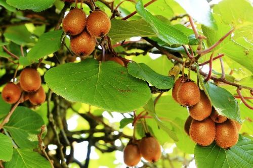 Az Igert Foldjenek Ize Zalaban Avagy Mindent A Fugerol Agrotrend Hu