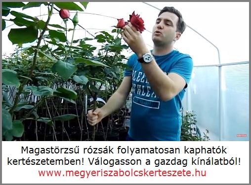Magastörzsű rózsa vásárlás a Megyeri kertészetből!