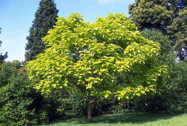 Catalpa bignonioides - Szivarfa