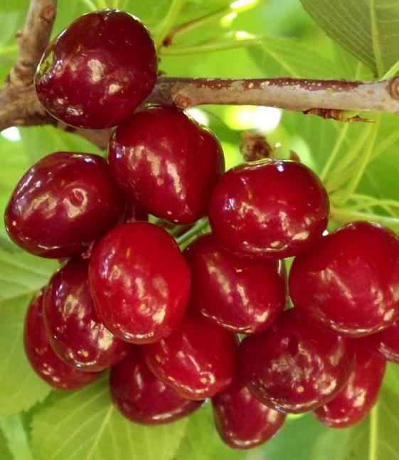 A Sunburst cseresznye fajta frissítő gyümölcstermése