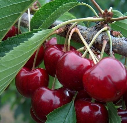 A Carmen ízletes termései