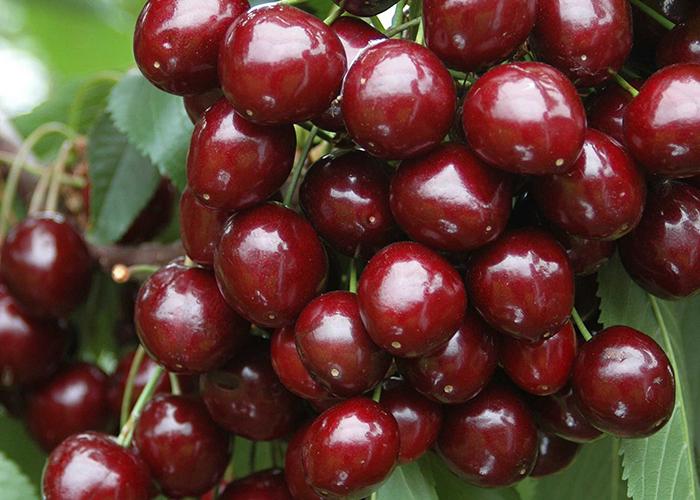 A Bigarreau Burlat cseresznye lédúsan érett gyümölcsei