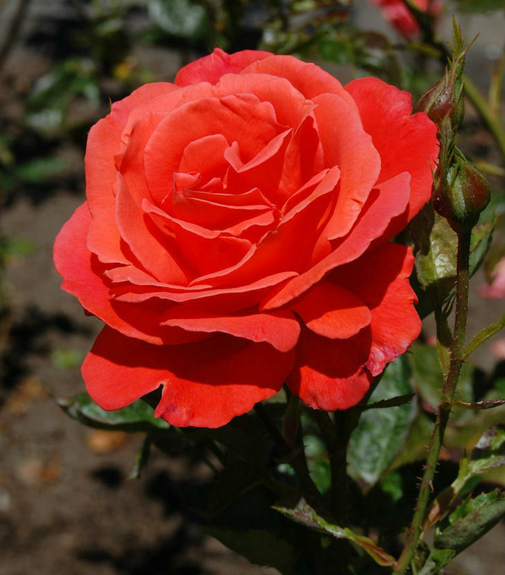 Alexander rózsa virága