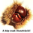 Kép 1/2 - Castanea sativa 'Nagymarosi 37' – Szelídgesztenye