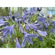 Kép 3/3 - Agapanthus 'Lapis Lazuli' – Szerelemvirág