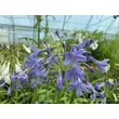 Kép 2/3 - Agapanthus 'Lapis Lazuli' – Szerelemvirág