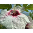 Kép 2/6 - Hibiscus moscheutos 'Kopper King' – Mocsári hibiszkusz
