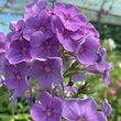 Kép 1/3 - Phlox paniculata 'Sweet Summer Ocean' – Bugás lángvirág