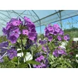 Kép 2/3 - Phlox paniculata 'Sweet Summer Ocean' – Bugás lángvirág