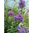 Kép 3/3 - Phlox paniculata 'Sweet Summer Ocean' – Bugás lángvirág