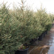 Kép 2/2 - Lucfenyő karácsonyfa - Picea abies (konténeres)