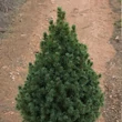 Kép 1/2 - Cukorsüvegfenyő karácsonyfa - Picea glauca 'Conica' (konténeres)