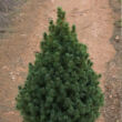 Kép 1/2 - Cukorsüvegfenyő karácsonyfa - Picea glauca 'Conica' (konténeres)