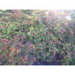 Hydrangea quercifolia 'Burgundy' - Tölgylevelű hortenzia