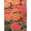 Kép 1/5 - Achillea 'Walther Funcke' - Narancspiros cickafark