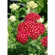 Kép 1/2 - Achillea millefolium 'Summer Fruits Carmine' - Közönséges cickafark