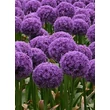 Kép 1/5 - Allium 'Globemaster' - Díszhagyma