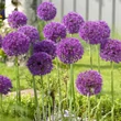 Kép 4/5 - Allium 'Globemaster' - Díszhagyma