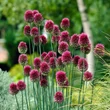 Kép 2/5 - Allium sphaerocephalon - Bunkós hagyma
