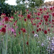 Kép 3/5 - Allium sphaerocephalon - Bunkós hagyma
