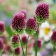 Kép 4/5 - Allium sphaerocephalon - Bunkós hagyma