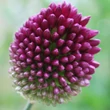 Kép 5/5 - Allium sphaerocephalon - Bunkós hagyma
