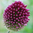 Kép 5/5 - Allium sphaerocephalon - Bunkós hagyma