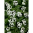 Kép 1/5 - Allium ursinum - Medvehagyma