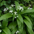 Kép 2/5 - Allium ursinum - Medvehagyma