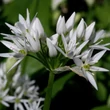 Kép 3/5 - Allium ursinum - Medvehagyma