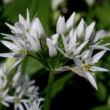 Allium ursinum - Medvehagyma