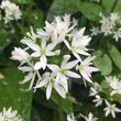 Kép 4/5 - Allium ursinum - Medvehagyma
