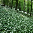 Kép 5/5 - Allium ursinum - Medvehagyma