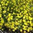 Kép 2/5 - Alyssum montanum 'Berggold' - Hegyi ternye